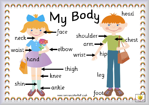 Parts Of The Body Explained For Children | Body And Organs KS1 Homework ...